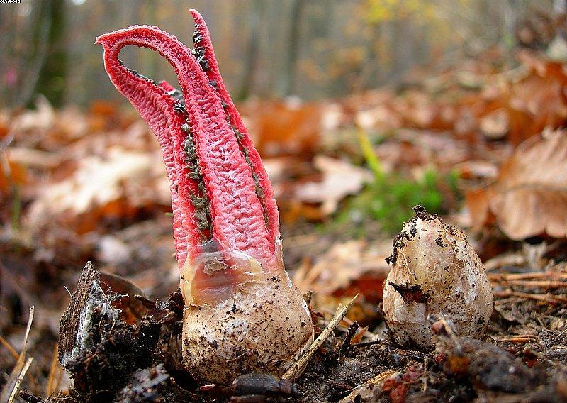 Ultime specie 2005